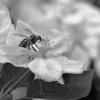 Butinage de fleurs de pommier dans mon jardin en noir et blanc. Avril 2020. Philippe Vander Linden